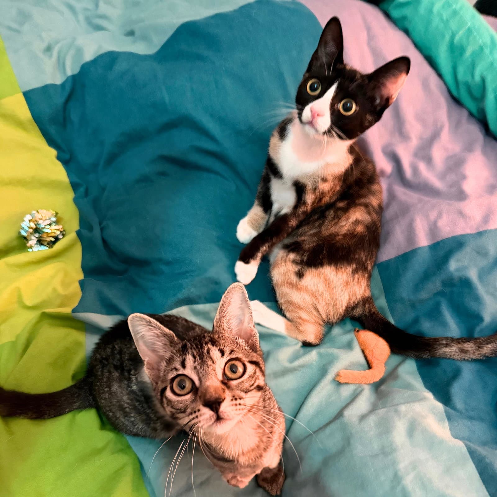 Bape  Tortellini - Domestic Short Hair