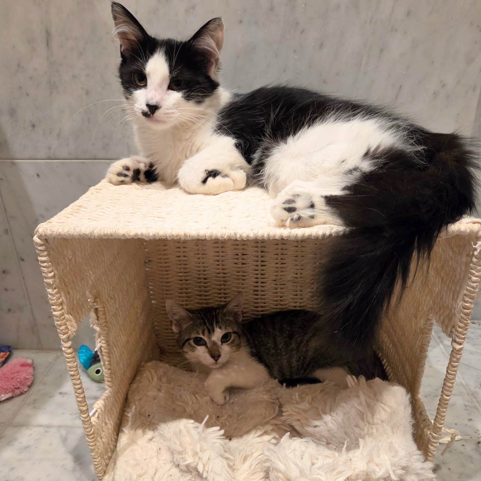 Quarter  Elbow - Domestic Short Hair
