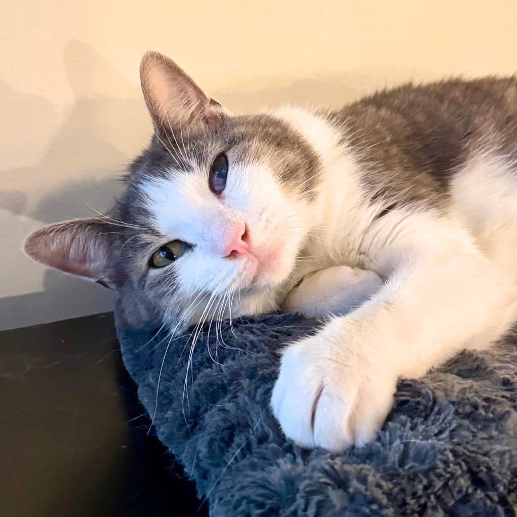 Mirinda - Domestic Short Hair