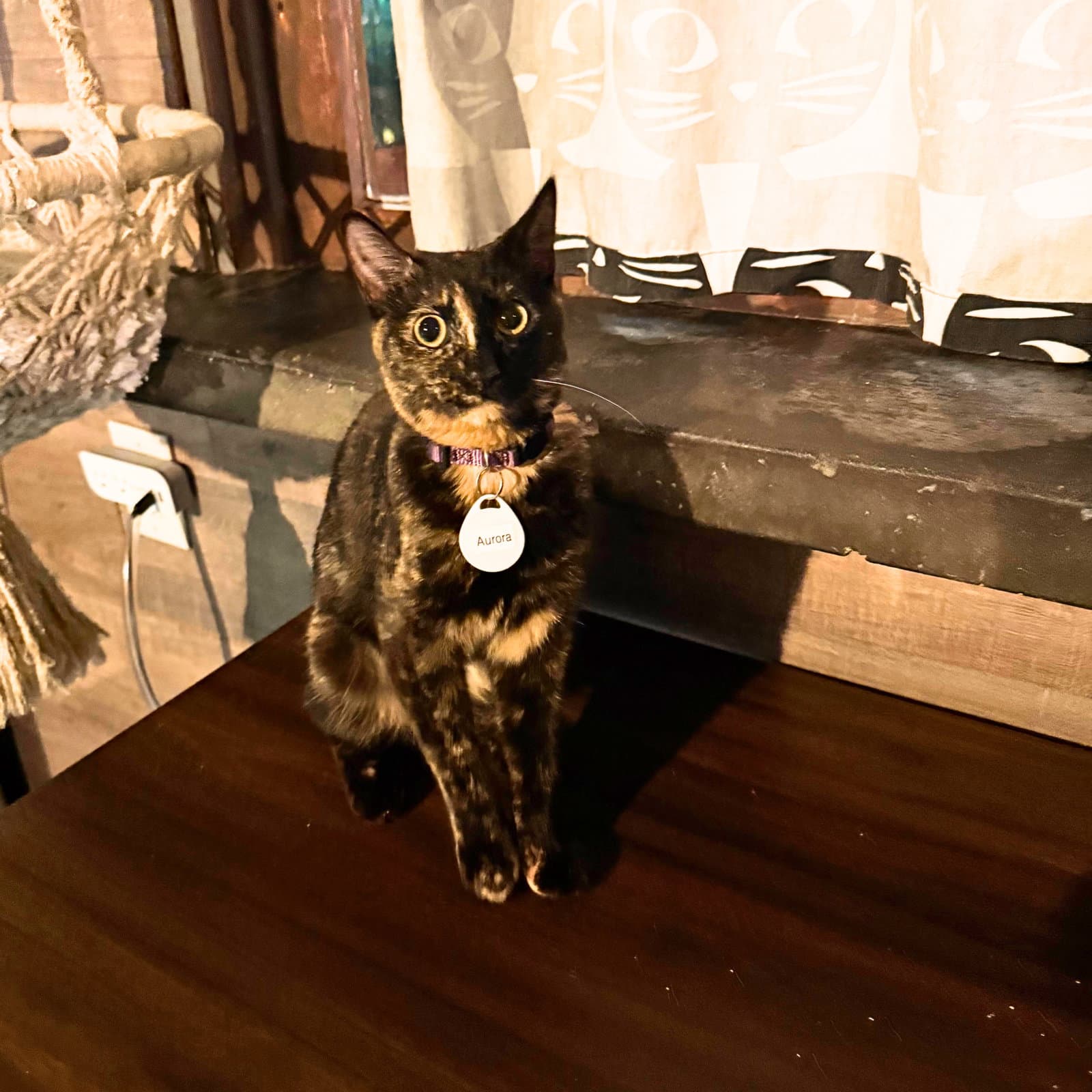 Aurora - Domestic Short Hair