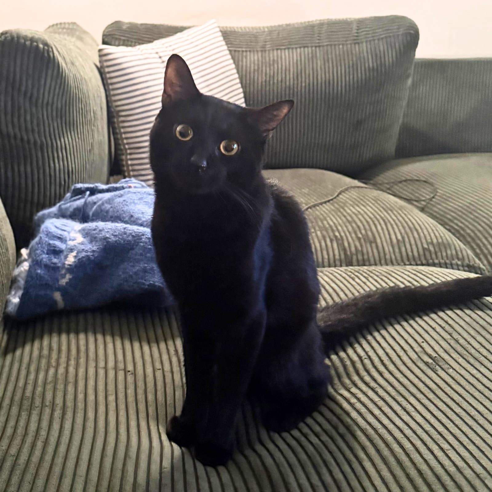 Diamond Diva - Domestic Short Hair