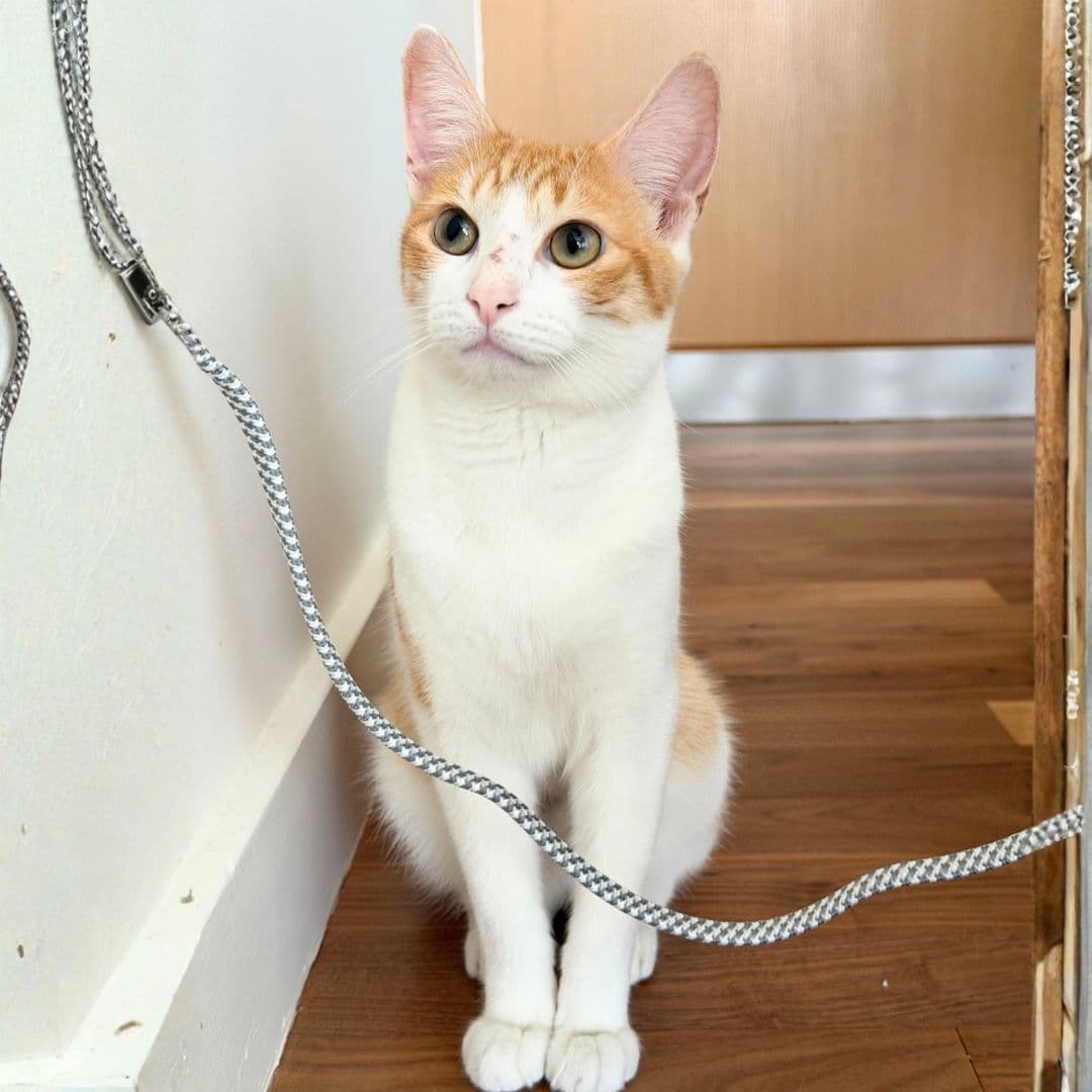 Marlboro Red - Domestic Short Hair