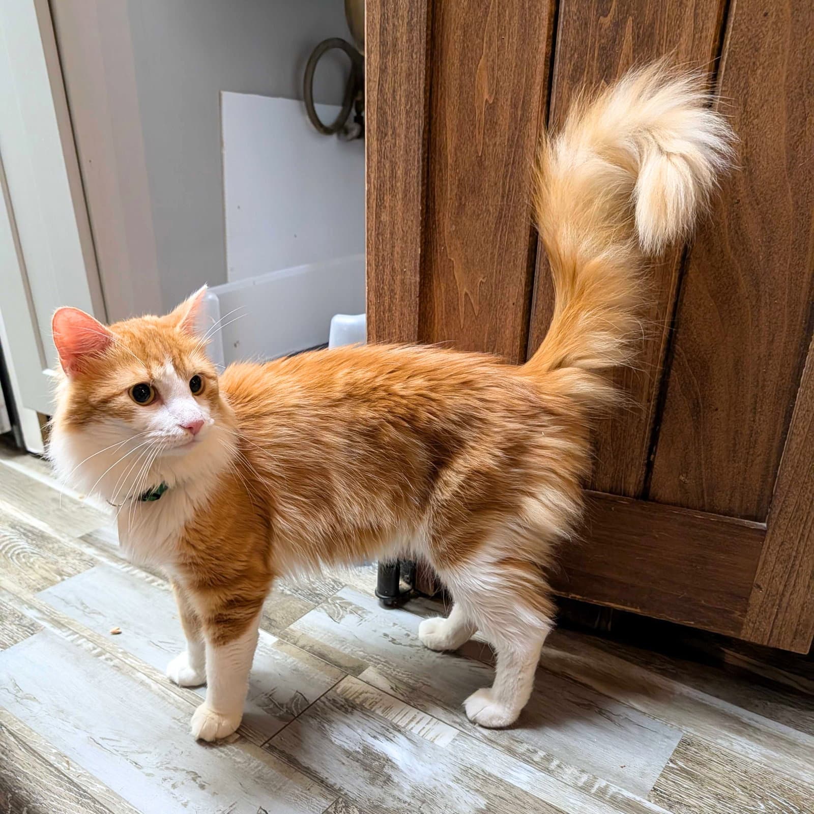 Nims - Domestic Long Hair