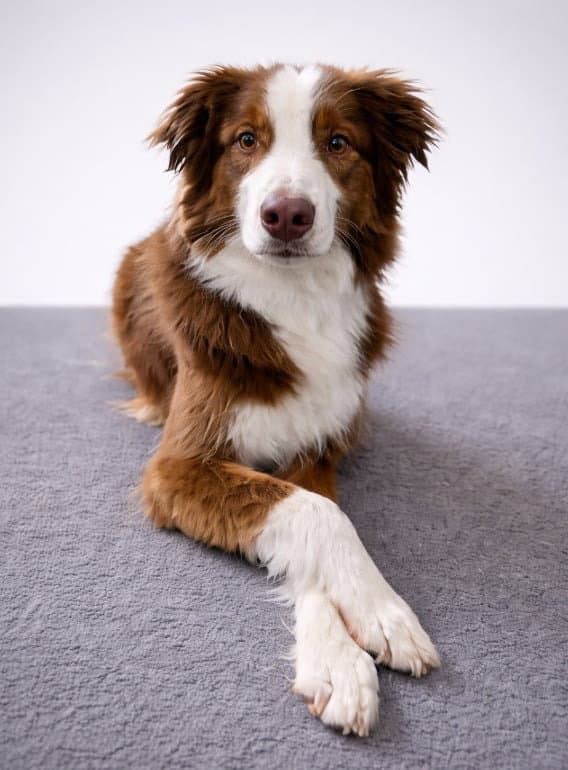 Misio - Australian Shepherd