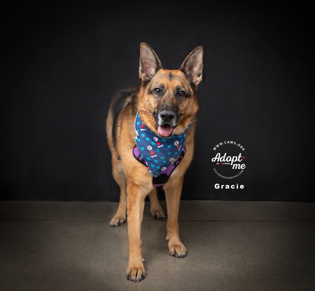 Gracie - German Shepherd Dog