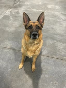 Gracie image 2