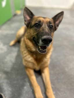 Gracie image 3