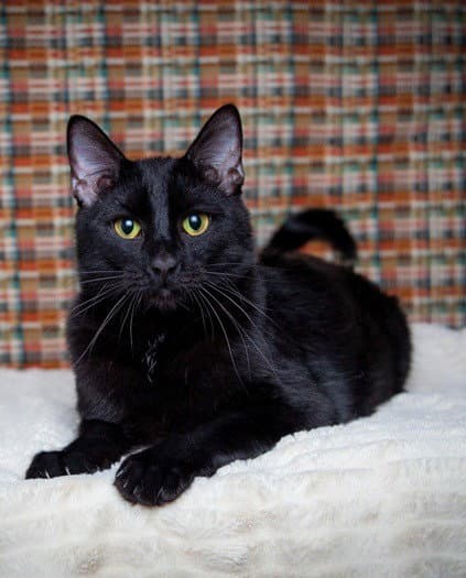 Shakey Bakey - Domestic Short Hair