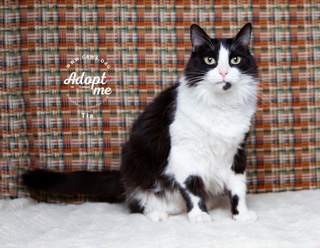 Tia - Domestic Long Hair