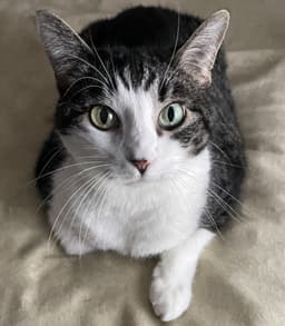 Tilly image 1