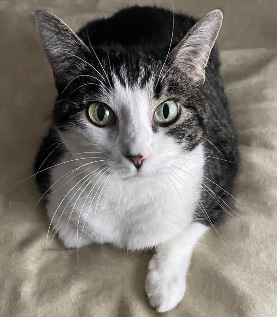 Tilly - Domestic Short Hair