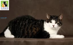 Tilly image 2