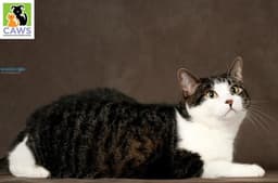 Tilly image 3