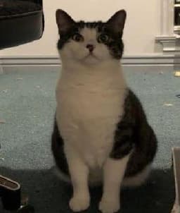 Tilly image 4