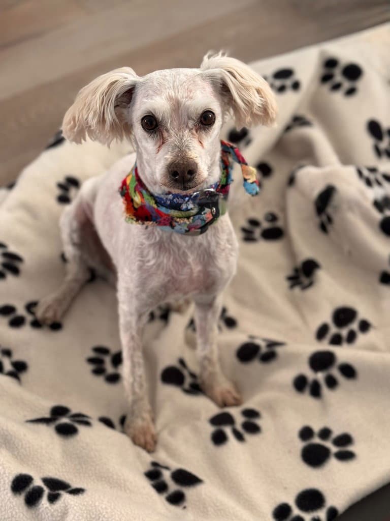 Ruben Humphrey - Poodle (unknown type)