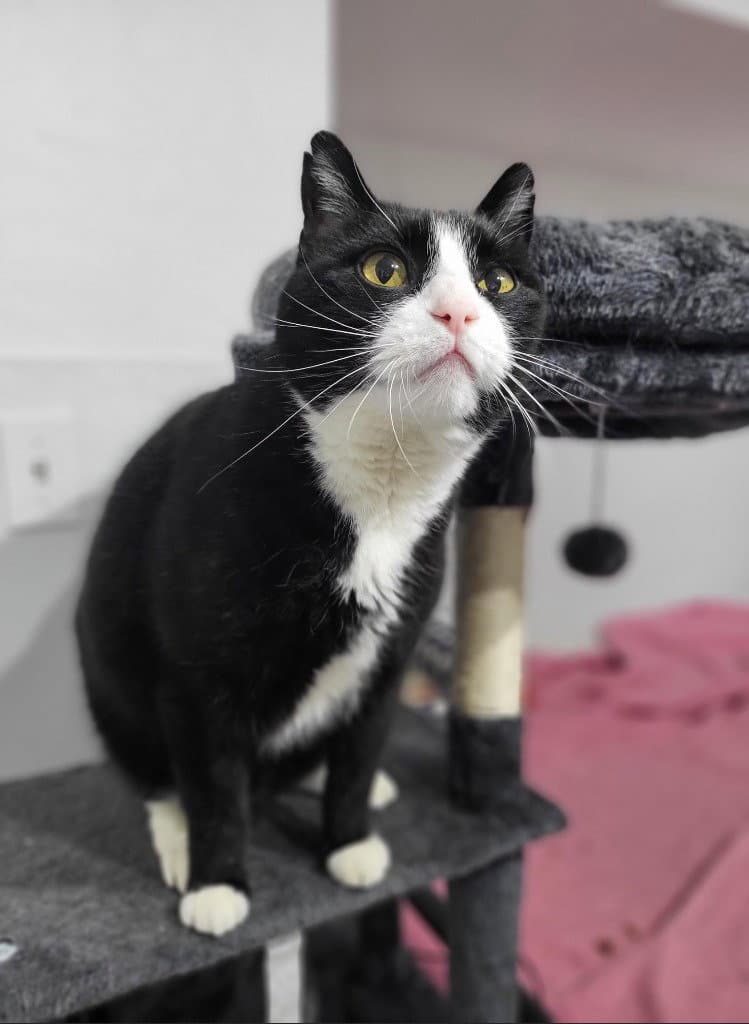 Coal - Domestic Short Hair