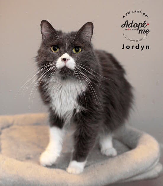 Jordyn - Domestic Medium Hair