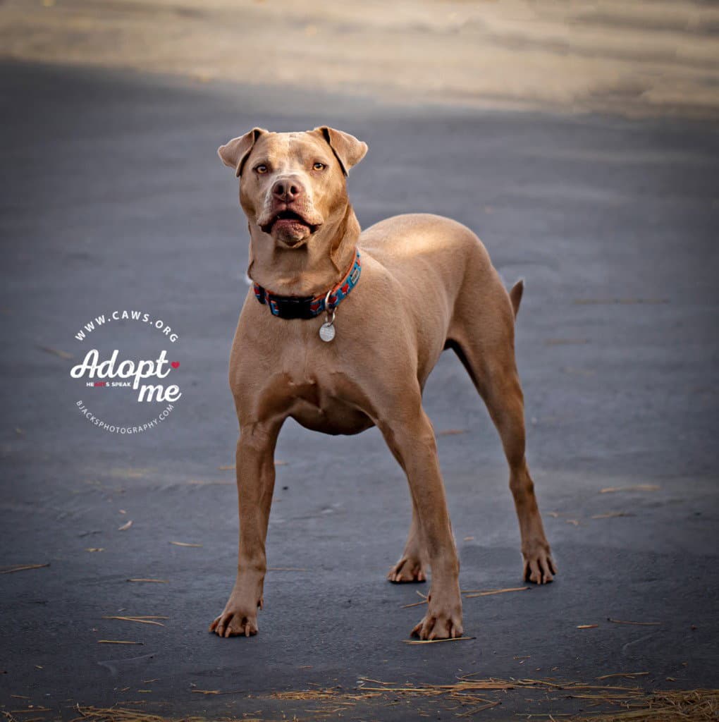 Trooper - Pit Bull Terrier