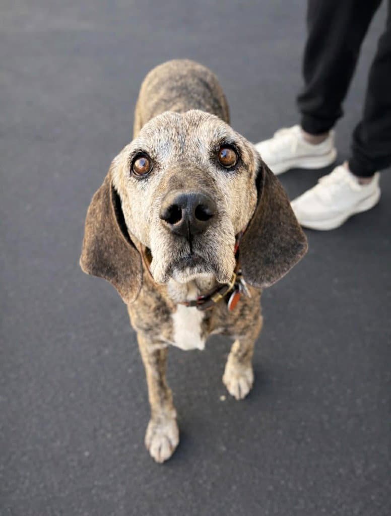 Old Man Mcgucket - Hound