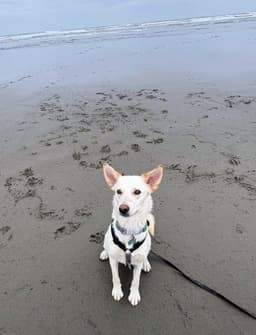 Koda image 1