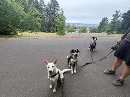 Koda image 2