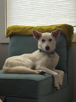Koda image 3