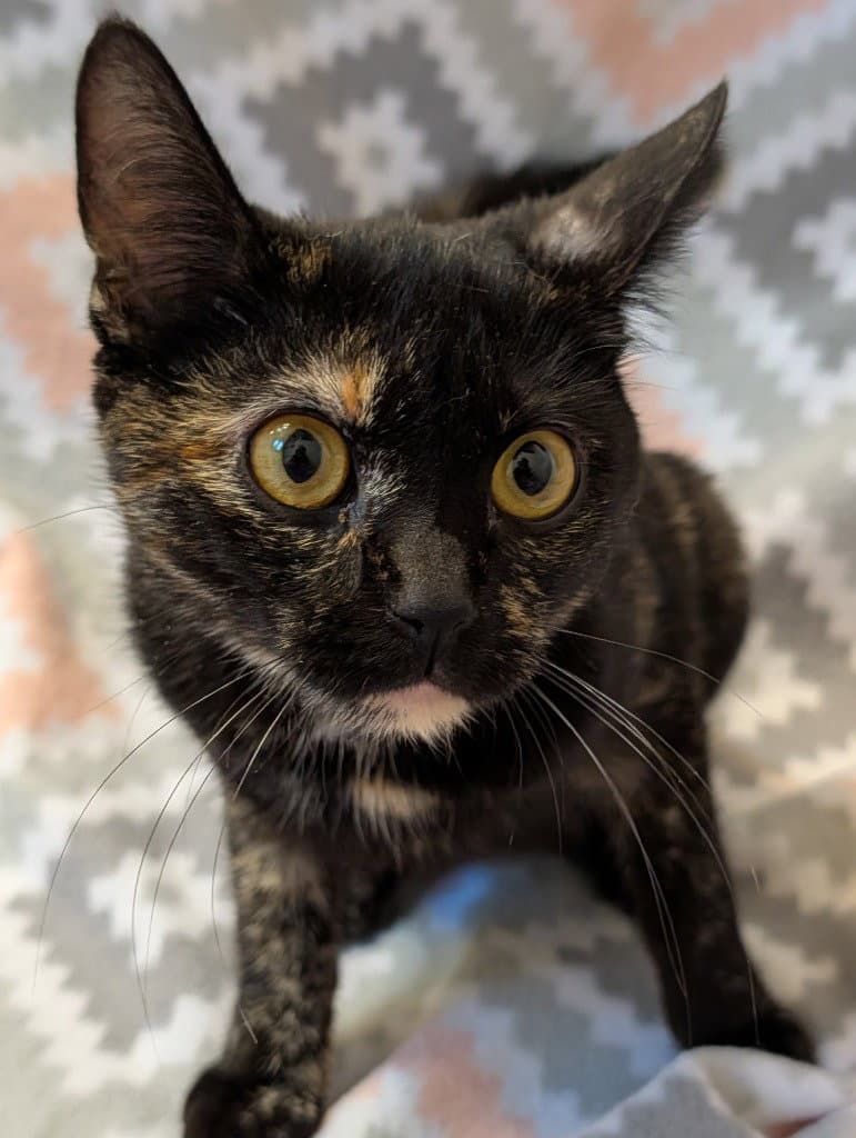 Beauty - Domestic Short Hair