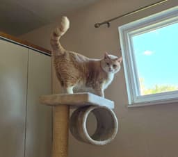 Rosie image 2