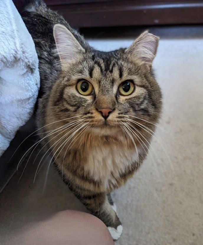 Isabella - Domestic Medium Hair