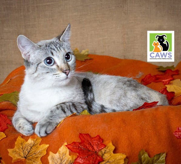 Betsy Ann - Domestic Short Hair