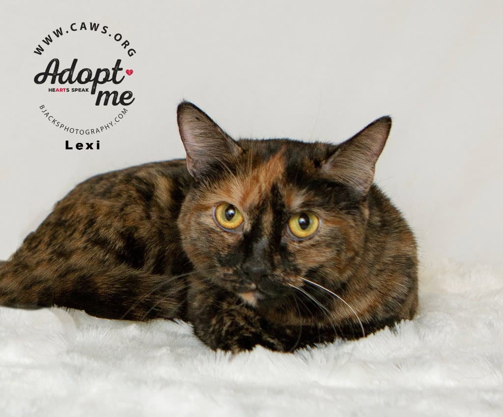 Lexi - Domestic Short Hair
