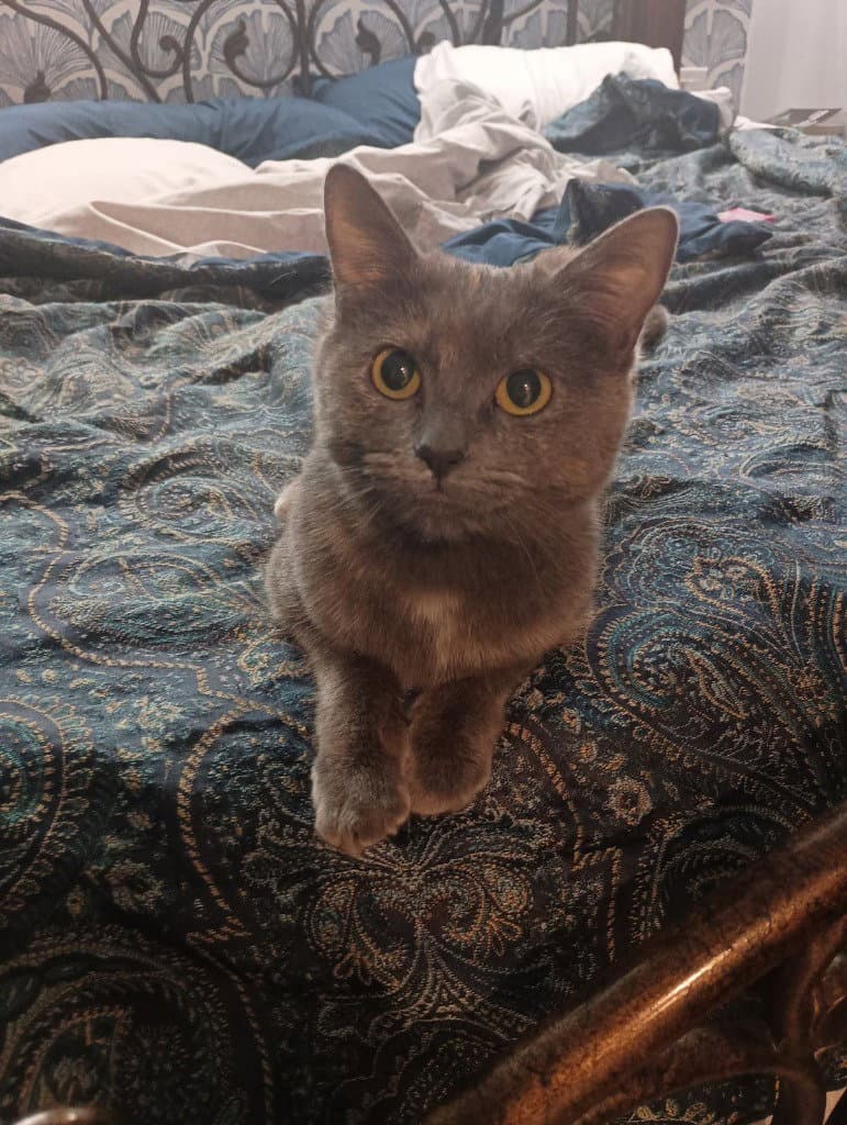 Marbles - Domestic Short Hair