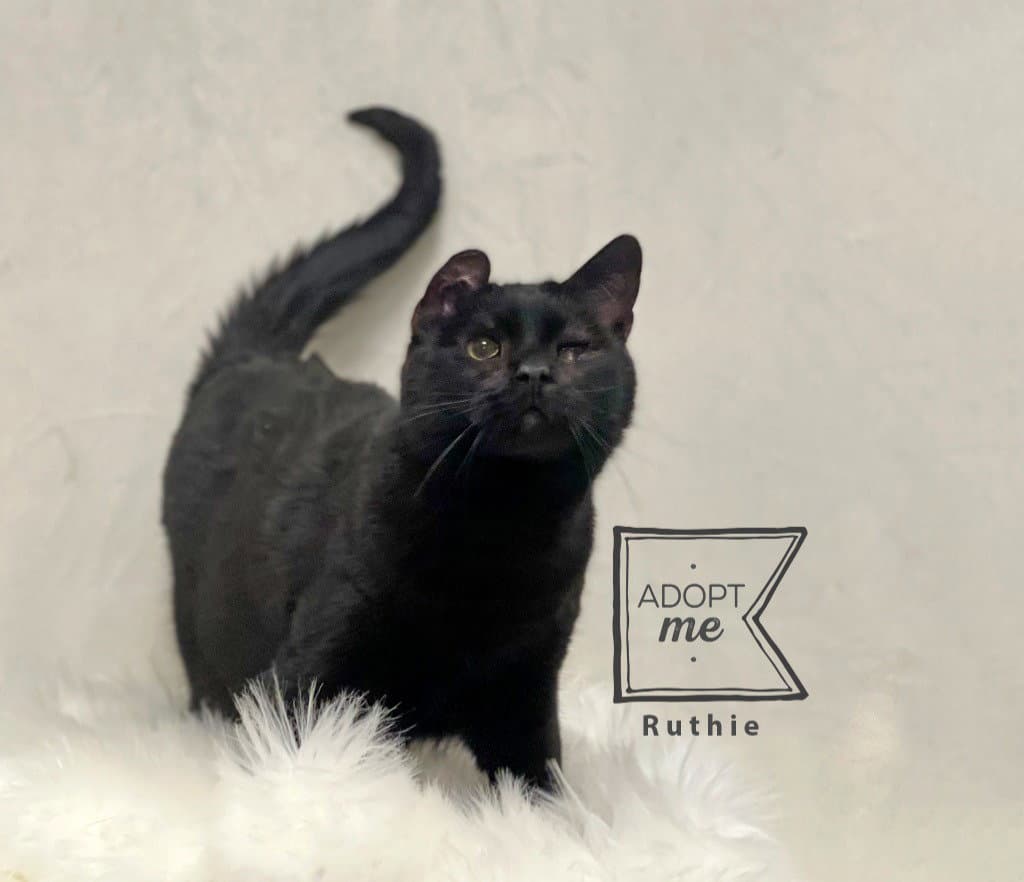 Ruthie - Domestic Short Hair