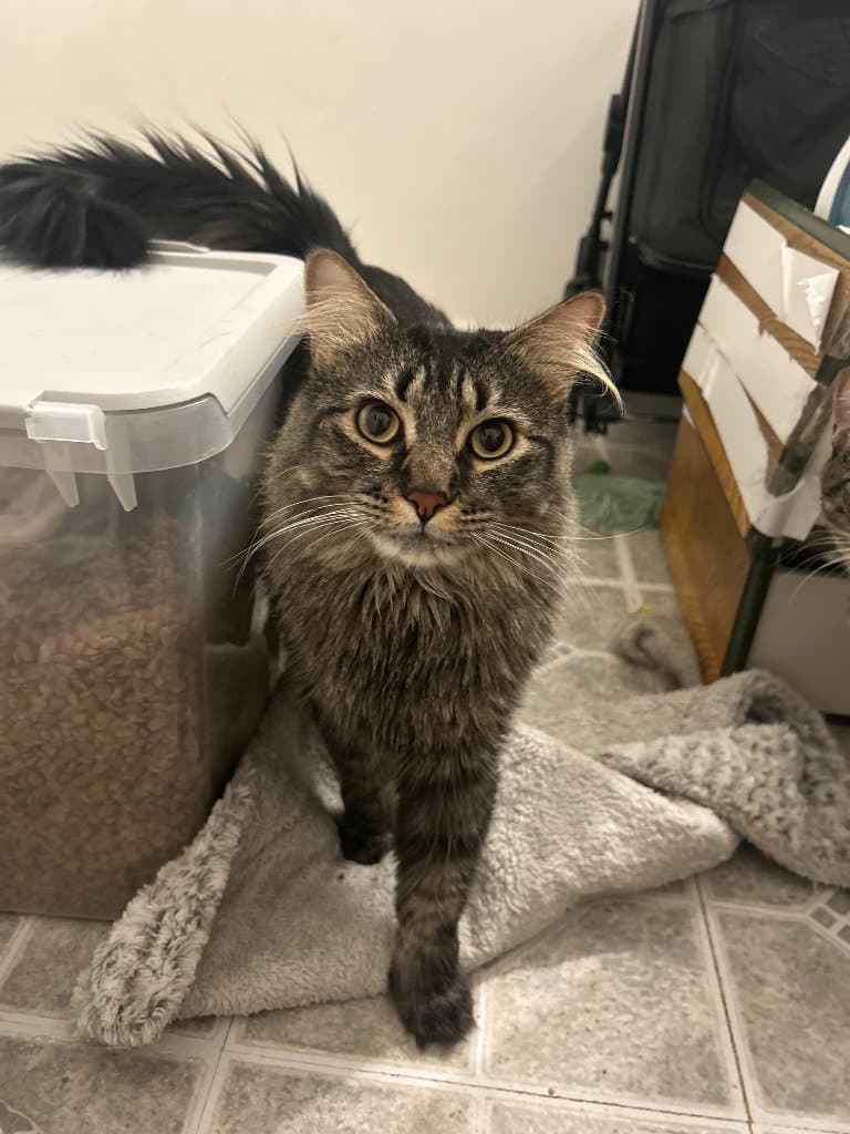 Boo - Domestic Short Hair