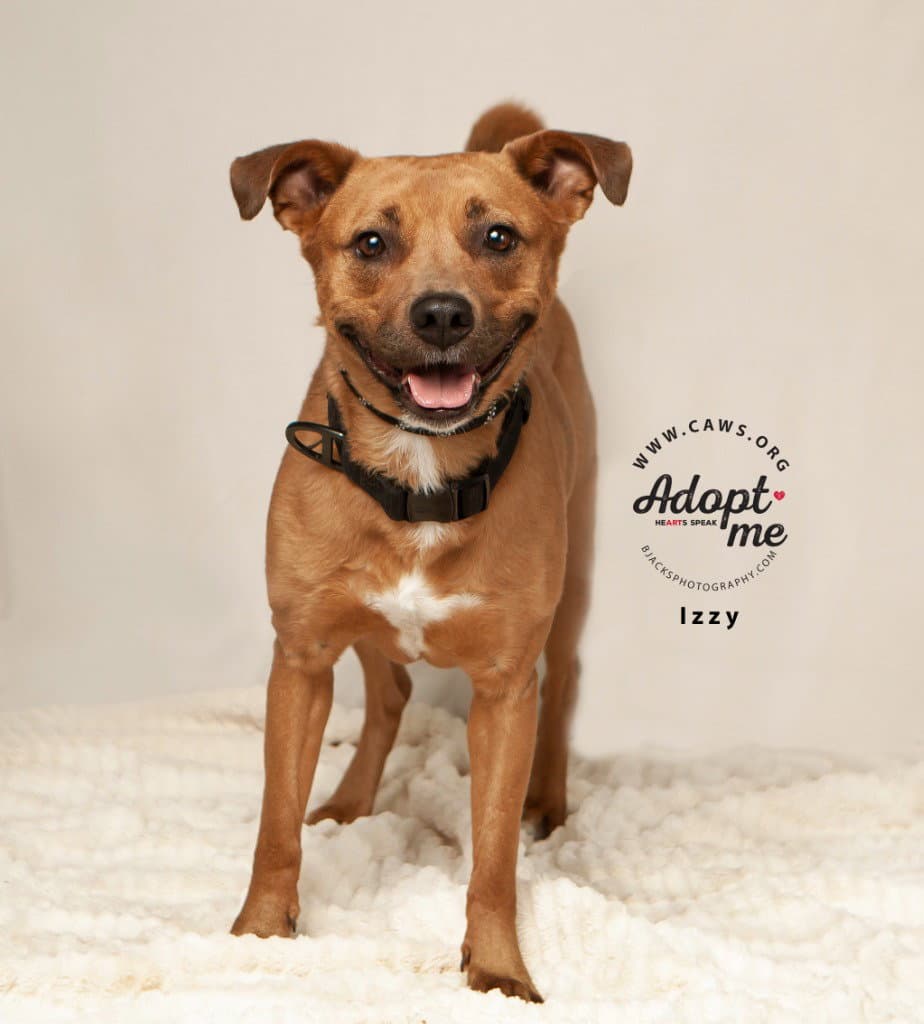 Izzy - Staffordshire Bull Terrier