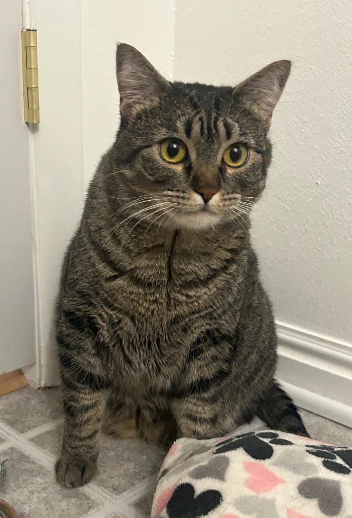 Victoria - Domestic Short Hair