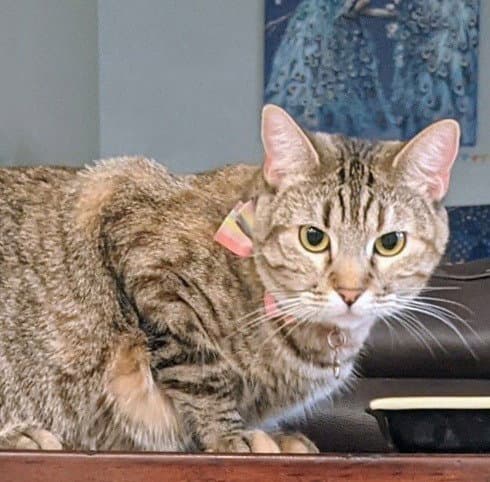 Rose - Domestic Short Hair