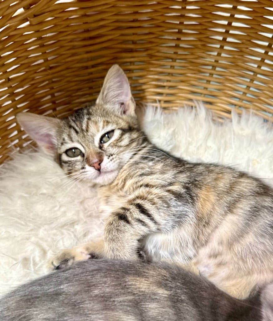 Millie - Domestic Short Hair
