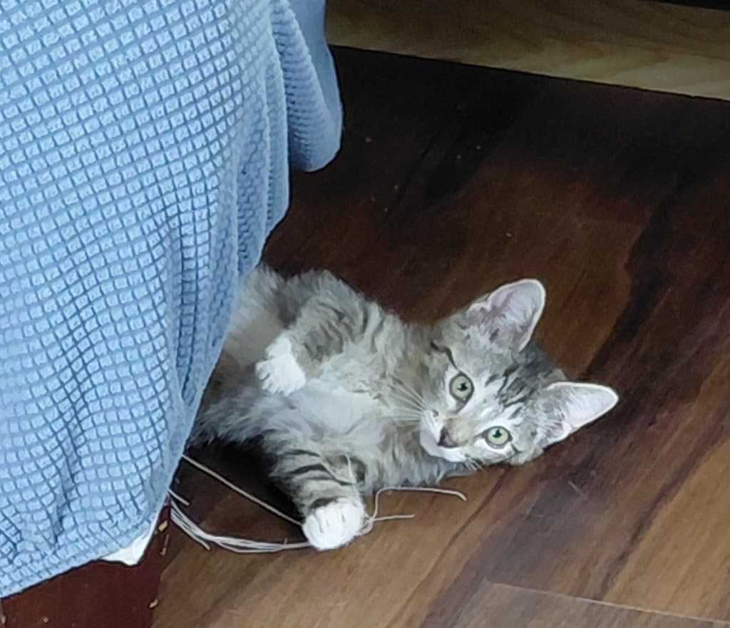 Trixie - Domestic Short Hair