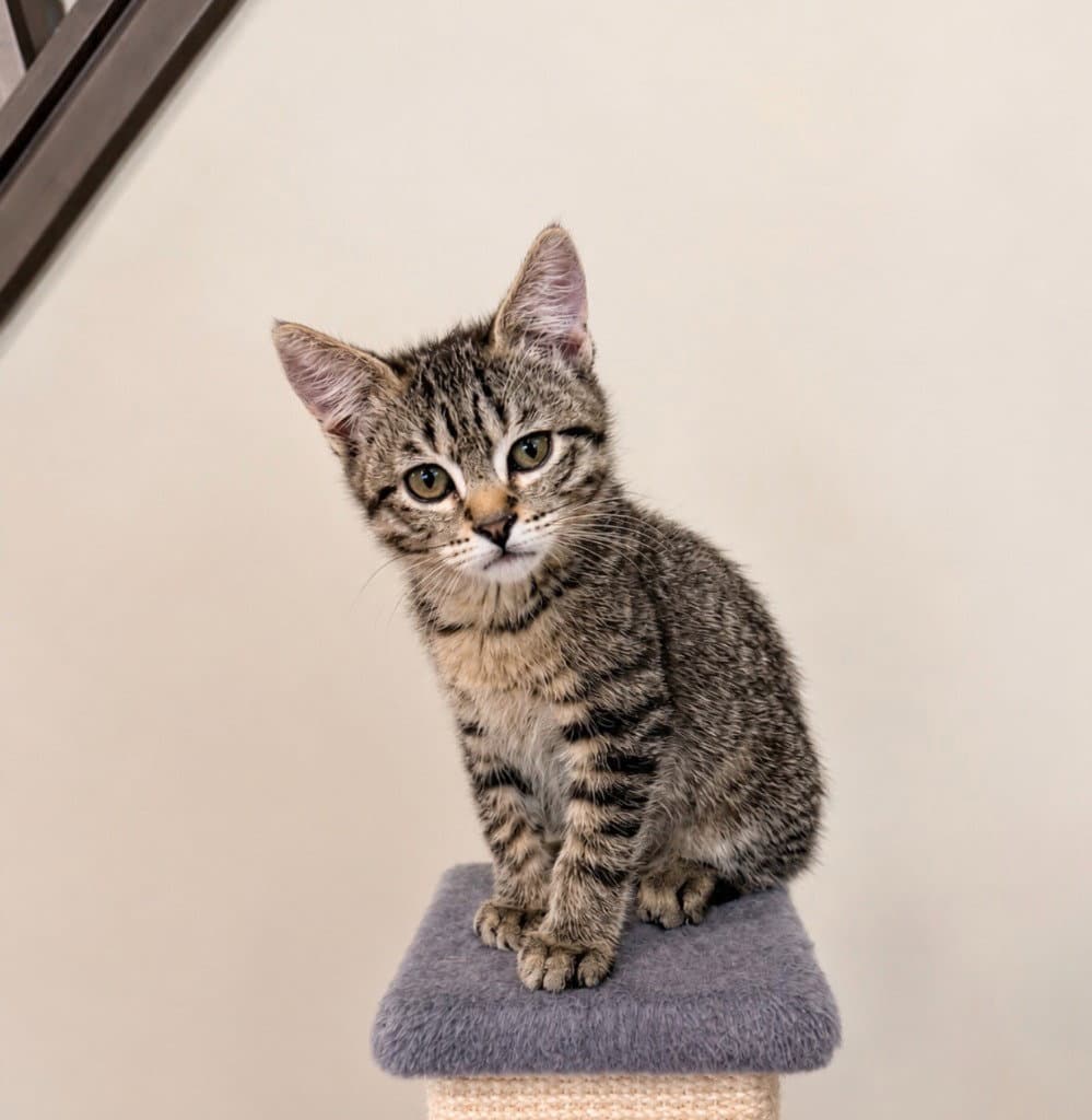 Wally - Domestic Short Hair
