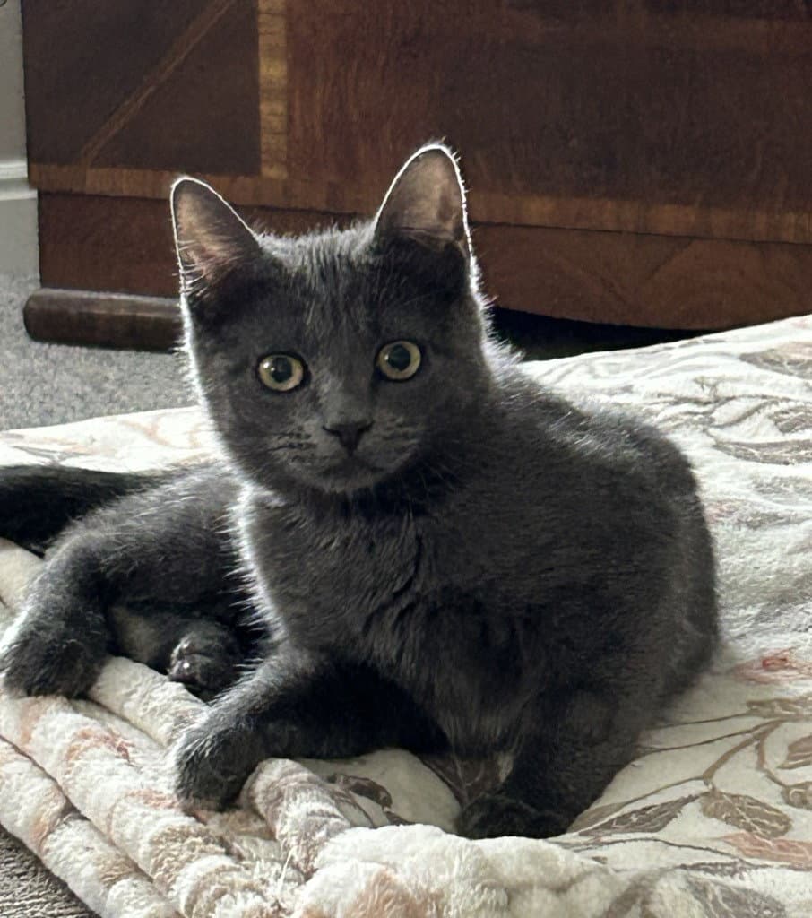Gorgy - Domestic Short Hair