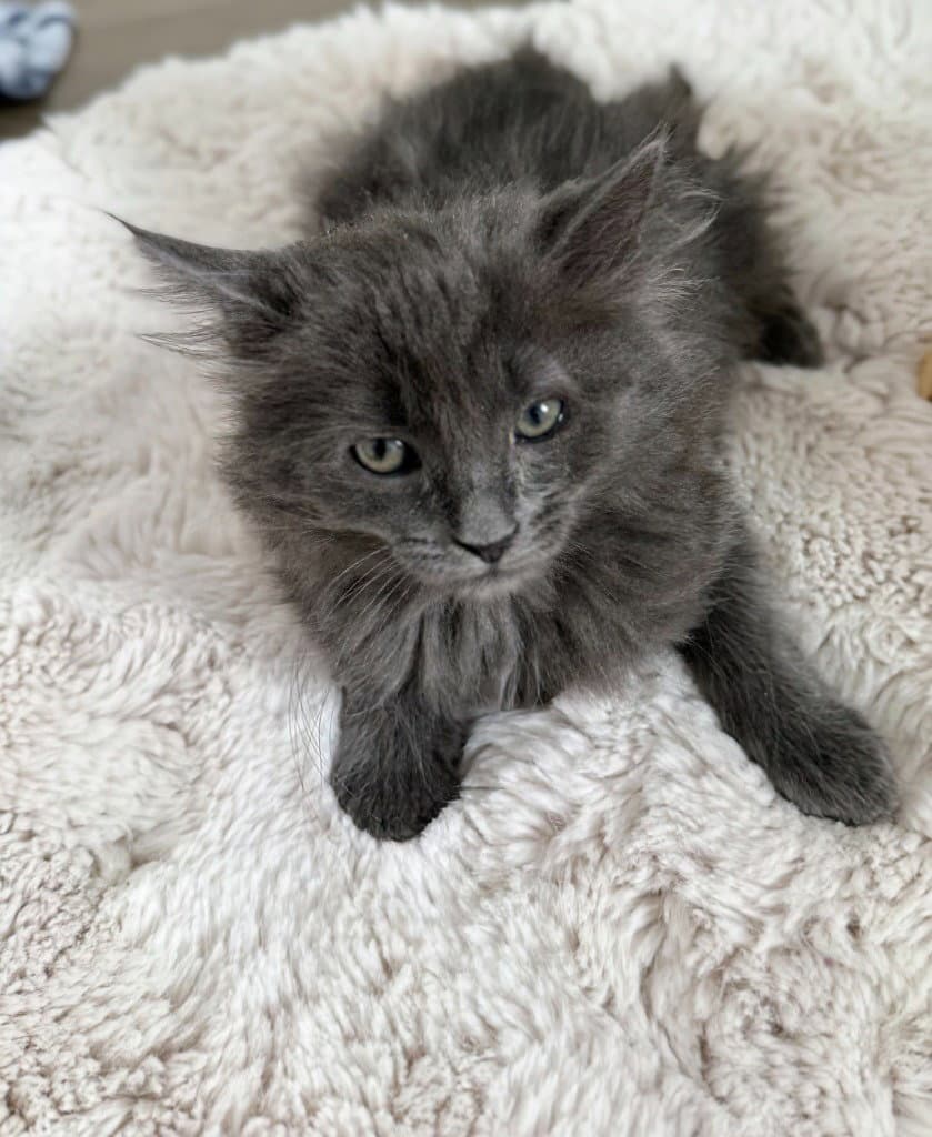 Arnold - Domestic Long Hair