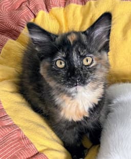 Bindi image 1