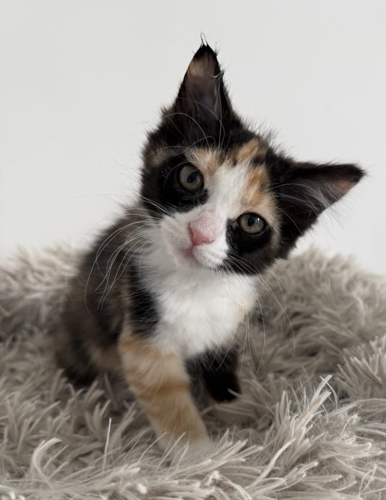 Cathy - Domestic Medium Hair
