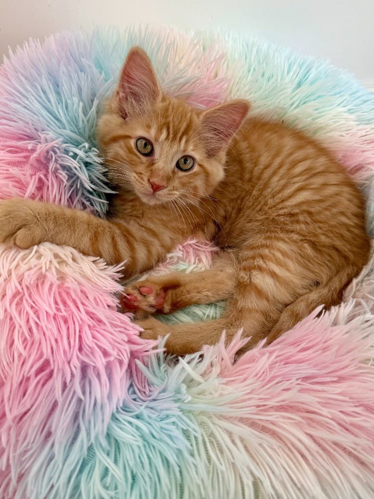 Jeff - Domestic Short Hair