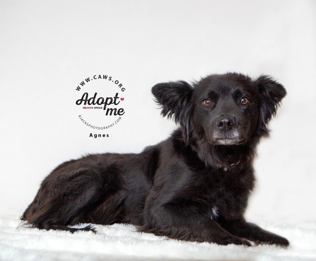 Agnes - Cattle Dog