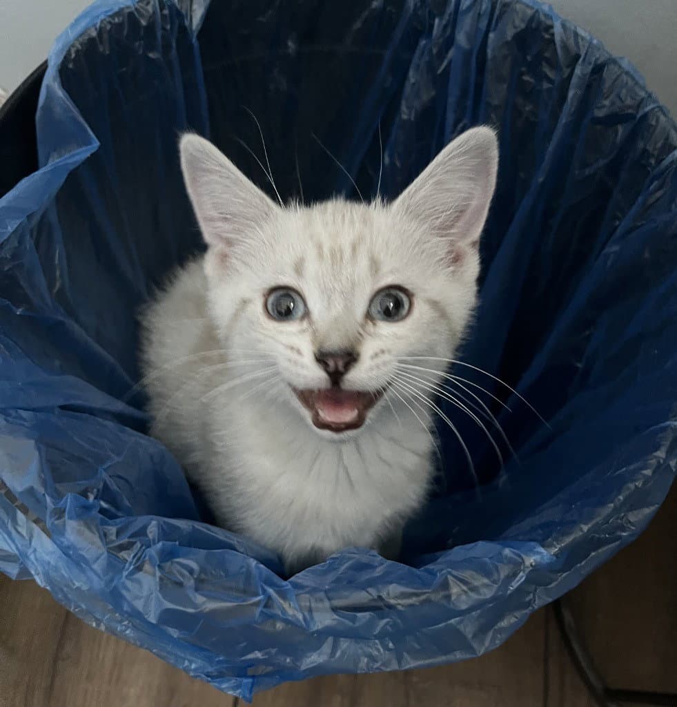 Inky - Domestic Short Hair