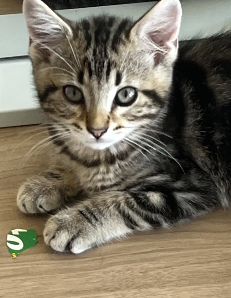 Ollie - Domestic Short Hair