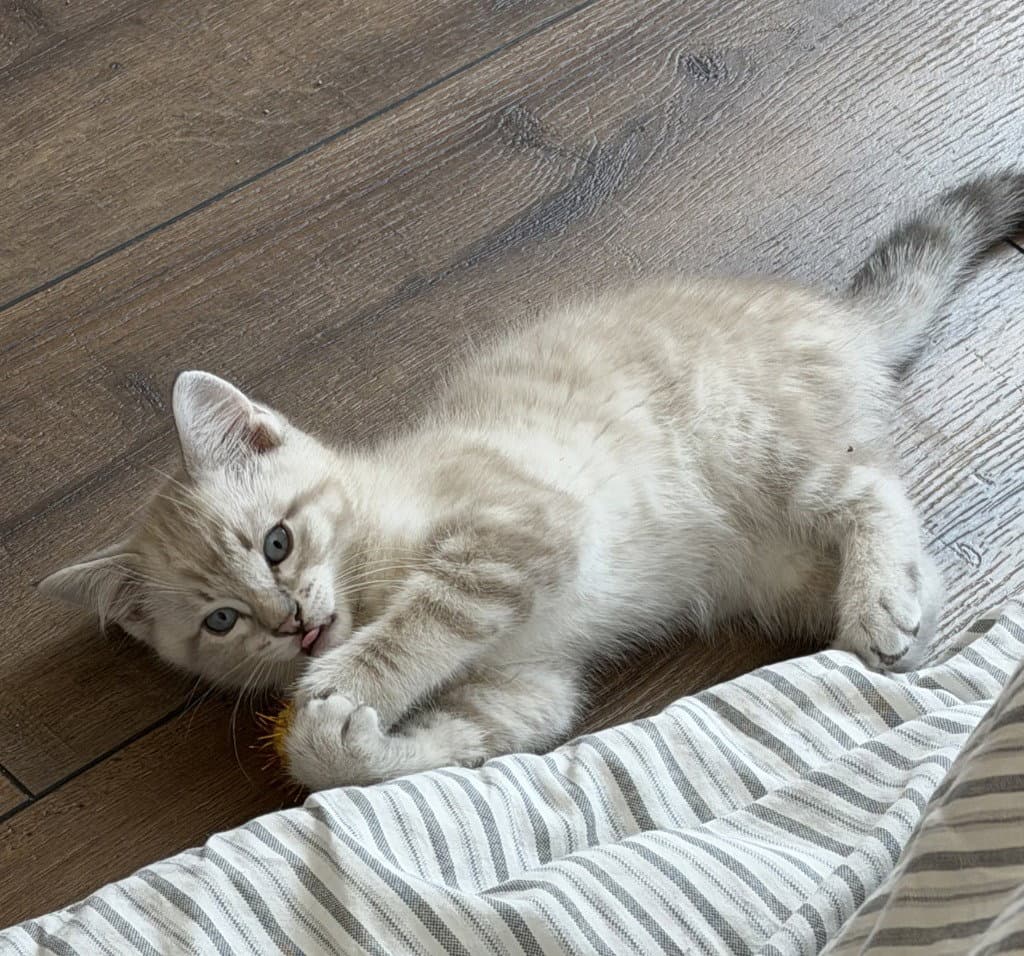 Poppy - Domestic Short Hair