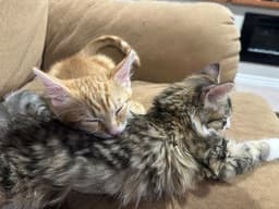 Chonk image 3